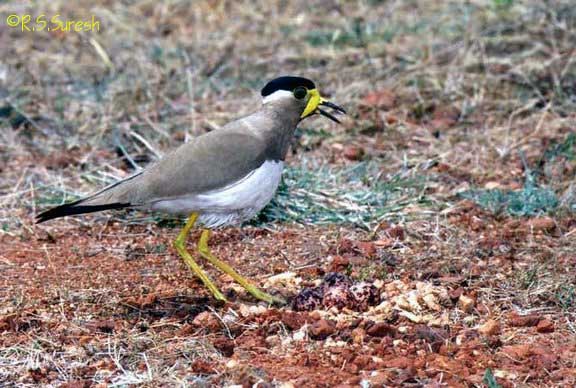 Yellow-wattled Lapwing