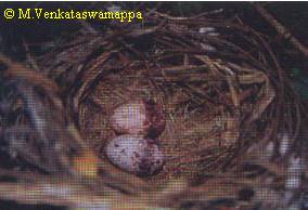 Two eggs in the nest