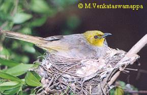 Incubating