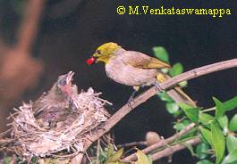 Feeding the young