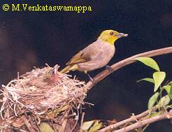 At nest