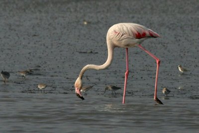Greater Flamingo