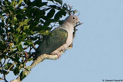 Green Imperial Pigeon