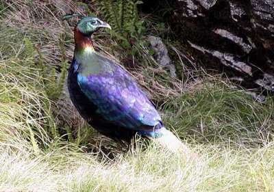 Male Himalayan Monal