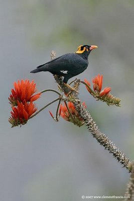 Hill Myna