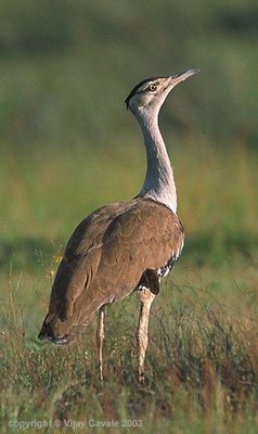 Femal Indian Bustard