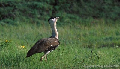 Male Indian Bustard