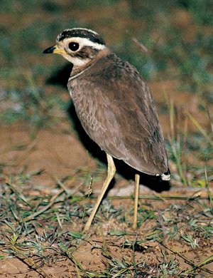 Jerdon's Courser