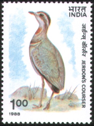 Jerdon's Courser