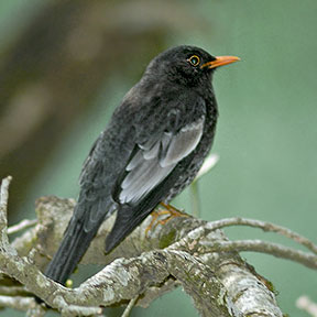 Male Grey-winged Blackbird