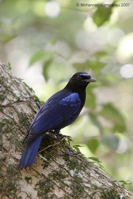 Malabar Whistling Thrush