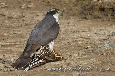 Male Northern Goshawk
