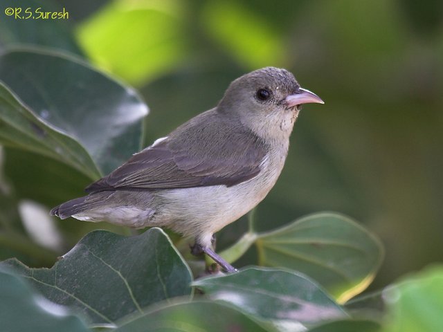 Pale-billed Flowerpecker