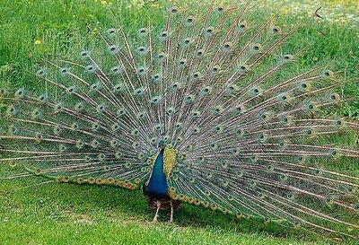 Male Indian Peafowl