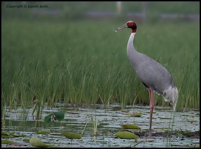 Sarus Crane