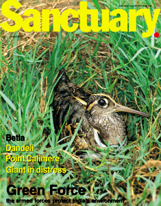 Male Greater Painted-Snipe on the August 2001 cover of Sanctuary Asia