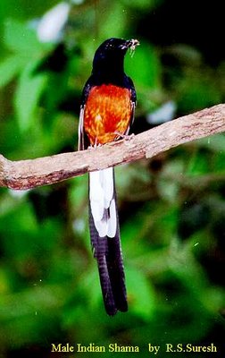 Male White-rumped Shama