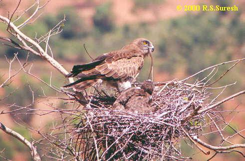 Short-toed Snake Eagle feeding