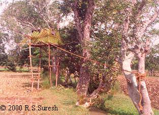 Small Machan