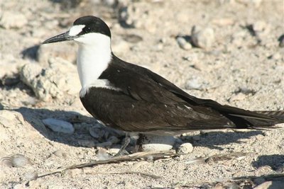 Sooty Tern