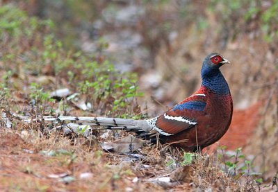 Male Mrs Hume's Pheasant