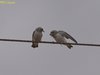 Ashy Woodswallows