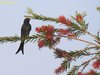 Black Drongo