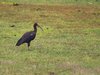 Black Ibis