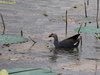 Purple Swamphen