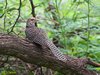 Female Asian Koel