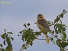 Female Baya Weaver