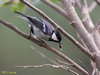 Great Tit