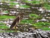 Indian Pond Heron