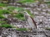 Indian Pond Heron