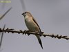 Indian Silverbill