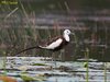 Pheasant-tailed Jacana