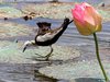 Pheasant-tailed Jacana