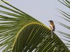 Rufous Treepie