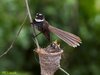 White-throated Fantail