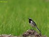White-browed Wagtail
