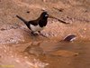 White-rumped Munia