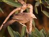 Yellow-billed Babbler