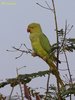 Female Rose-ringed Parakeet