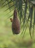 Male Baya Weaver