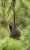 Male Baya Weaver