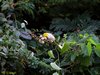 Oriental White-eye