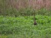Purple Heron