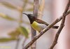 Male Purple-rumped Sunbird