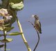 Pale-billed Flowerpecker