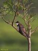 Red-whiskered Bulbul